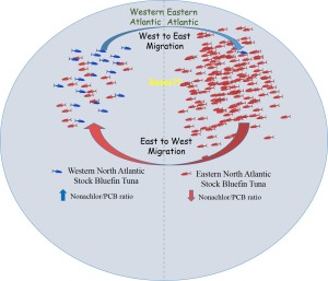 Tuna migration diagram
